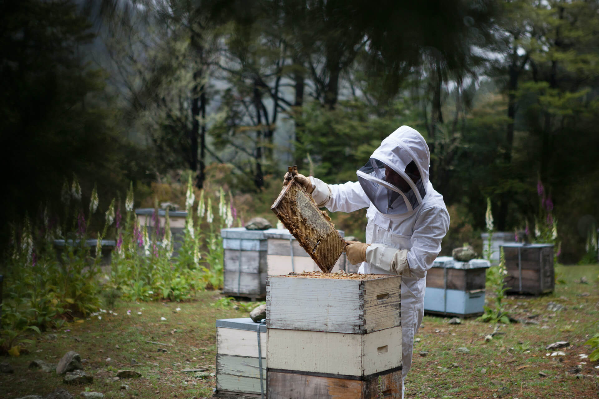 Les abeilles et leur habitat