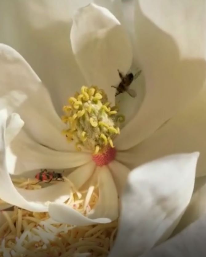 abeilles- location de ruche urbaine en auvergne pour entreprises, collectivités, particuliers
