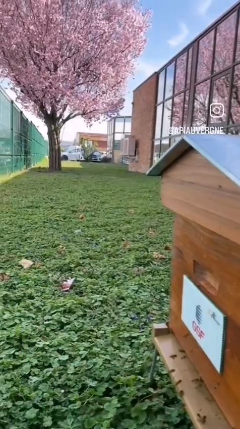 location de ruche urbaine en auvergne pour entreprises, collectivités, particuliers