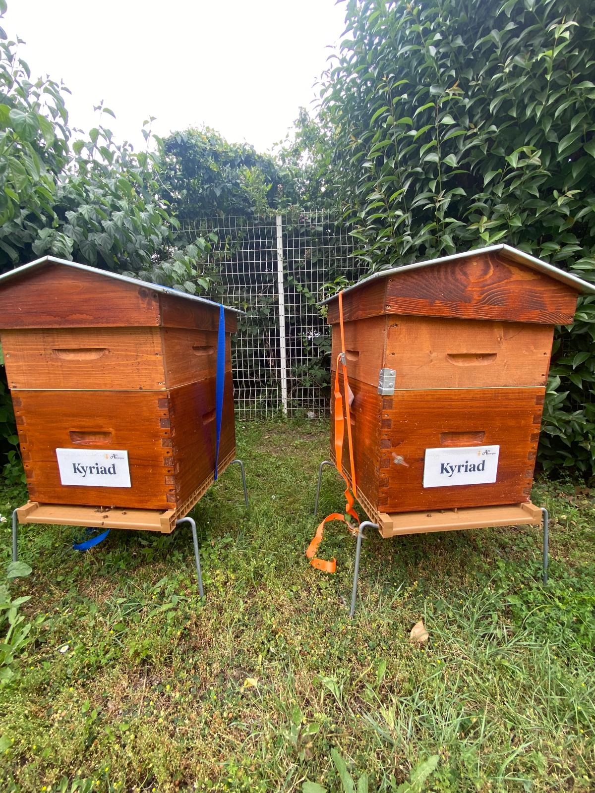 Installation de ruches d'entreprise à l'hôtel Kyriad Sud La Pardieu - ApiAuvergne - Sauvegarde de la biodiversité