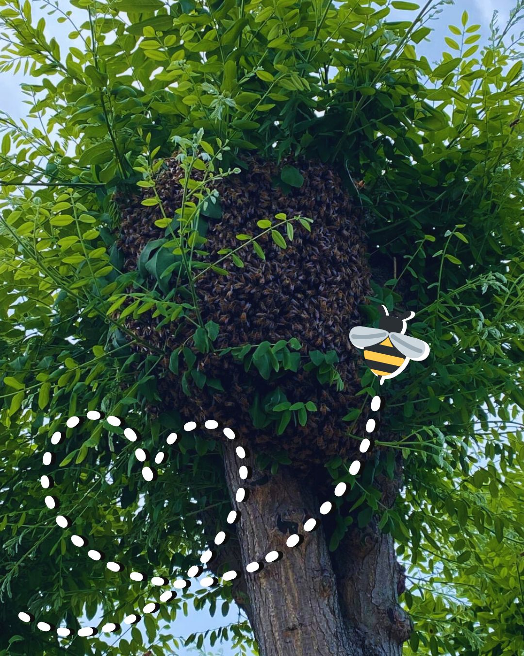 ruche urbaine clermont ferrand auvergne biodiversité RSE