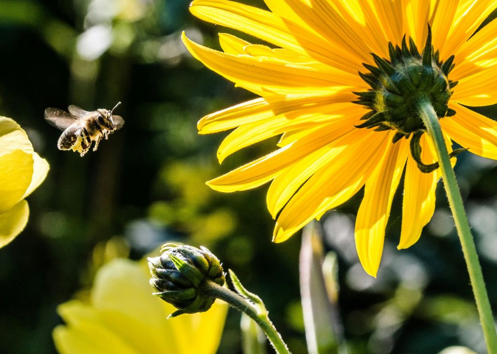 ruche urbaine clermont ferrand auvergne biodiversité RSE
